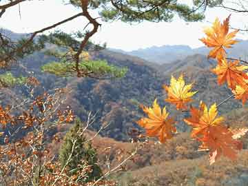 米非司酮在线下单迪士尼将在阿布扎比开设新主题公园，进军中东市场